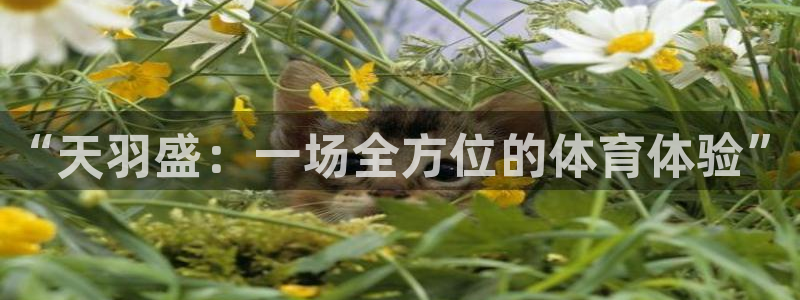 3377体育官网下载招商电话号码是多少：“天羽盛：一场全方位
